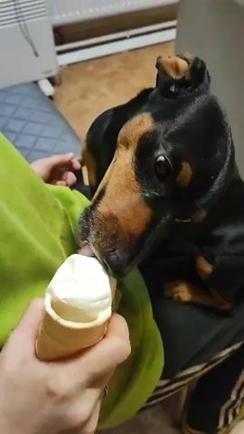 A person's hand holds an ice cream cone with white ice cream. A small black and tan dog with floppy ears is licking the ice cream from the cone. The dog is positioned in front of the person, and its head is close to the ice cream. The person is wearing a lime green hoodie, and the dog is sitting on dark fabric. In the background, a white radiator is visible.