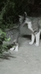 Cats and a kitten in a Baku backyard, summer evening