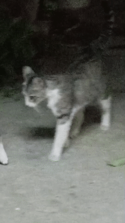 Cats and a kitten in a Baku backyard, summer evening