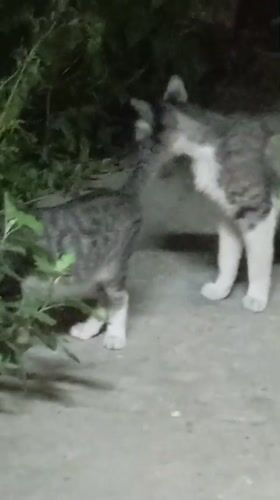 Cats and a kitten in a Baku backyard, summer evening