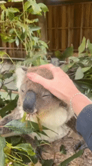 Koala feeding captured by witnesses at Helensburgh facility