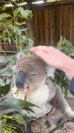 Koala feeding captured by witnesses at Helensburgh facility