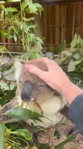Koala feeding captured by witnesses at Helensburgh facility