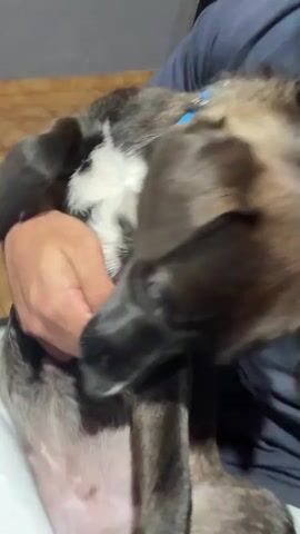 A person is holding a small dog. The dog is mostly black with some white patches on its chest and underbelly. It wears a blue collar. The person is wearing a navy blue t-shirt. The dog is held up to the camera and is making playful biting motions toward the person's hands. The background shows a wall and a doorframe. The lighting is moderate, providing clear visibility of the scene.