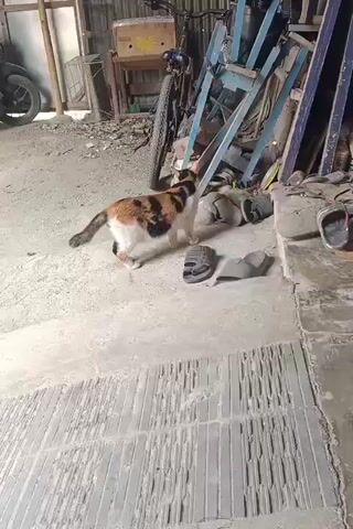 A calico cat walks on a concrete floor in a cluttered area. The cat is white, black, and orange. It walks towards the camera. Behind the cat, there is a pile of shoes and a bicycle. The environment appears to be an outdoor storage area or garage.