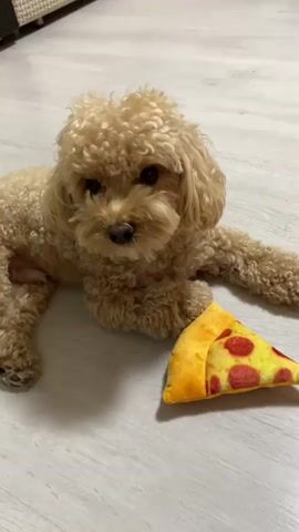 A light brown poodle lies on a light-colored floor next to a plush toy slice of pizza. The dog is facing the camera with its head slightly tilted. The toy pizza has a yellow crust and red pepperoni circles. The background is blurred, but appears to be indoors with a woven texture on the left. The lighting is soft and natural.
