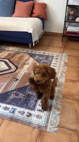 Toy Poodle puppy plays with toy on ornate carpet