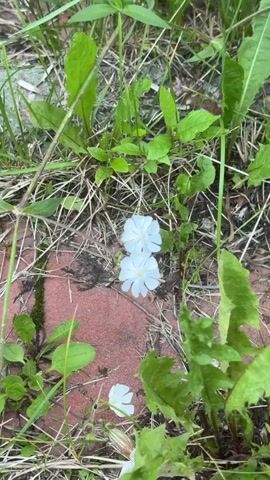 The video shows a close-up view of several small, white flowers growing amidst green grass and dried vegetation. The flowers are clustered together and some are partially obscured by leaves. The ground appears to be a mix of soil and red brick or stone. The camera is held steady and the focus is on the flowers. There are no people or animals visible in the video. The lighting is natural and appears to be daytime.