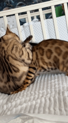 Two Bengal cats wrestle and groom in a nursery room