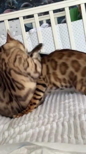 Two Bengal cats wrestle and groom in a nursery room
