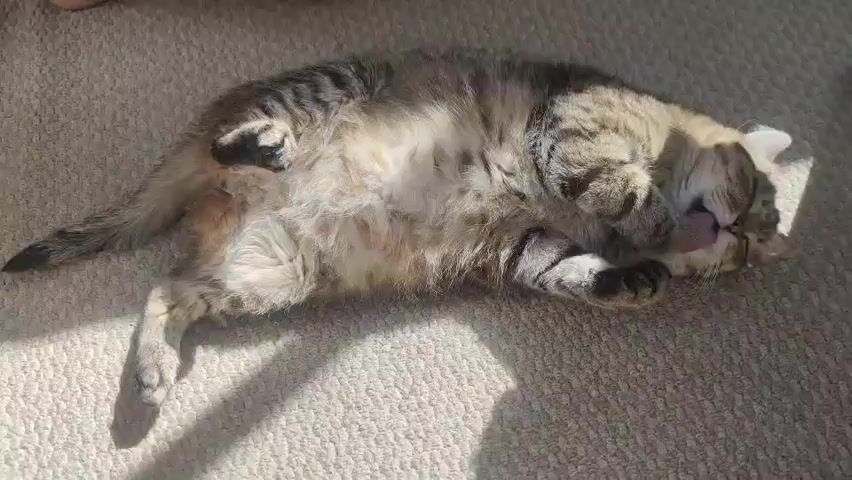 The media file shows a tabby cat lying on its back on a carpeted floor. The cat is asleep, with its eyes closed and its belly exposed. Sunlight is streaming in from a window, casting shadows on the carpet. The cat appears to be relaxed and comfortable. The overall impression is one of peace and tranquility. The scene is likely indoors, given the presence of carpet and the indoor lighting conditions, suggesting it could be daytime. The location is Zapadny, Russia. There is no visible text in the media file.