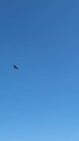The video begins with a clear blue sky, with a single bird in flight, appearing as a dark silhouette. The camera pans downwards, revealing a serene river winding through a valley. The river's surface is calm and reflects the surrounding landscape. The valley walls are covered with lush green trees and vegetation. In the distance, mountains form a majestic backdrop under the bright blue sky, with a few scattered clouds. The overall impression is one of natural beauty and tranquility.
