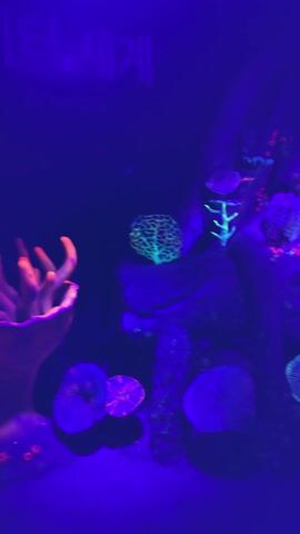 The video shows a dark room with artificial coral formations that glow under ultraviolet light. The coral formations are various shapes and colors, including green, orange, and purple. Some Korean text can be seen in the background.  There is also an emergency exit sign on the wall. People's voices can be heard in the background.