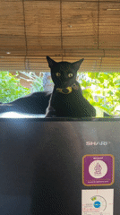 Cats spotted around North Kuta home during morning hours