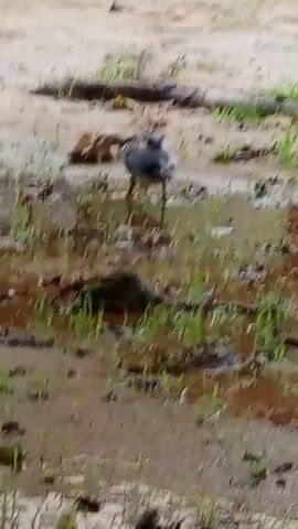 The video shows a duck walking through shallow water on a muddy ground. The duck has dark feathers with some lighter markings on its neck and head. The water is murky and reflects the surrounding environment. Small green plants are growing in the water and on the muddy banks. There are also some scattered twigs and branches in the water and on the ground. The background is blurred but appears to be a sandy or dirt area. The lighting suggests it might be daytime, possibly overcast due to the muted colors. The scene conveys a natural, somewhat unkempt environment. There is no visible text in the video.