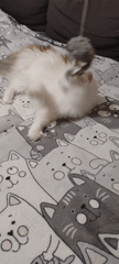 Cat plays and rests with owner in Yekaterinburg home