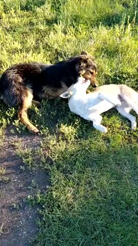 The video shows two dogs playing in a grassy outdoor area. One dog is a German Shepherd mix with black and brown fur, and the other is a lighter-colored dog, possibly a husky mix. The dogs appear to be wrestling and nipping at each other playfully. The scene is set in a natural environment with tall green grass and some patches of dirt. The lighting suggests it is daytime, likely late afternoon or early evening, as there are long shadows cast on the ground. The overall atmosphere seems energetic and happy, with the dogs engaged in a friendly interaction. There is no visible text in the video. The location context provided is Tashkazgan, Russia.
