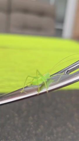 A small green insect is perched on a metal object, possibly a needle, which is resting on a surface. The background is blurred with a bright green object and some darker tones. The insect has long antennae and is facing to the right.
