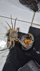 Crab preparation with visible egg masses captured in Lhokseumawe