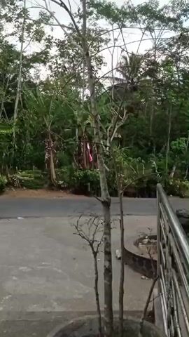 The video shows a close-up view of a thin, tall tree in a pot, with several smaller branches. Behind the tree, a road can be seen, with a dense forest lining the opposite side. There is a small white and red flag visible on the left side of the road, planted in the ground. The sky is overcast. A metal railing is visible on the right side of the frame. The scene is outdoors in a natural environment.