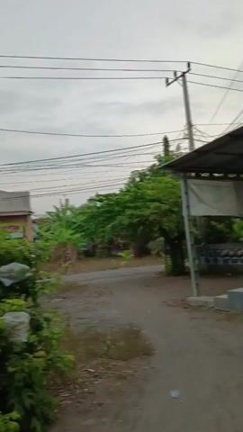 The video shows a rural scene with trees and a house. In the foreground, there are several trees laden with what appear to be fruits or objects wrapped in plastic bags. A dirt road is visible. In the background, a modest house with a tiled roof and white walls stands. A blue pickup truck is parked in front of the house. Utility lines are strung across the sky. The lighting suggests it is either early morning or late afternoon, with overcast skies. There are no people visible in the video.