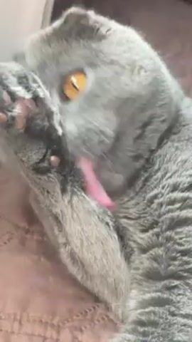 A close-up shot shows a gray Scottish Fold cat lying down and grooming itself. The cat's fur is gray, and it has amber-colored eyes. It is lying on a soft surface, possibly a blanket or bed, that appears to be a peach or brown color. The cat is licking its paw with its pink tongue and then using the paw to clean its face and head.