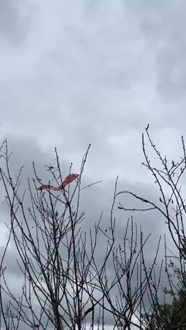 A red kite with a black pattern is stuck in the branches of a leafless tree. The sky is overcast and cloudy.