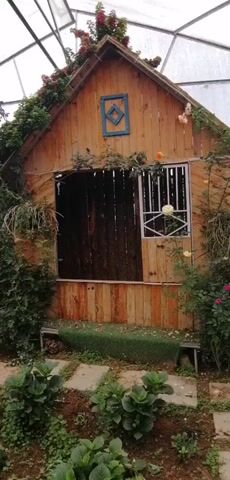 The video presents a serene indoor garden scene, likely within a greenhouse or botanical garden, characterized by a transparent roof structure visible overhead. The primary subjects are two miniature houses crafted in a rustic style, surrounded by lush greenery and vibrant flowers.

The first house, made of light-colored wood planks, features a pointed roof adorned with climbing plants and flowers. A blue, diamond-shaped decorative element is fixed on its gable. It has a window with white grilles and a large, dark opening beneath, possibly a door or another window. A patch of green artificial turf sits below this opening, bordered by a stone path.

To the left, a second miniature house comes into view, constructed from bamboo or similar natural materials, giving it a distinctive thatched-style roof. This house is elevated on wooden stilts and includes a small porch with a railing, holding pots filled with colorful flowers.

The ground around both houses is covered with various green plants, including large-leaved plants resembling hydrangeas with purple blooms, and other flowering plants like roses. Climbing vines are prominent, particularly on the wooden house and surrounding structures. The overall atmosphere is peaceful and picturesque, showcasing a miniature village aesthetic within a controlled garden environment, consistent with a location like Lạc Dương, Vietnam. No people or text are visible in the video.