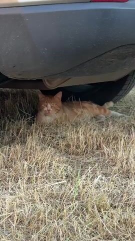 An orange and white cat is lying in dry grass under a vehicle. The cat is looking at the camera. The vehicle is dark gray and its underside is visible. The grass is dry and yellowish-brown. The lighting suggests it is daytime.