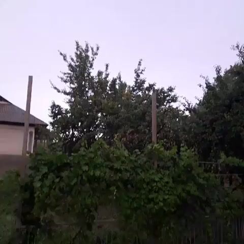 The video shows a wooded area with a pale sky overhead. Trees and foliage dominate the frame, with a building visible on the left. Several wooden posts are scattered throughout the scene, supporting vines or plants. The camera appears to be moving, creating a slight blur in the footage. The lighting suggests it is either early morning or late evening, as the sky is overcast and the overall illumination is dim. There are no people or discernible actions taking place within the video.