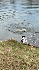Morning dog gathering at Moscow park pond