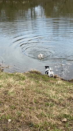 Morning dog gathering at Moscow park pond