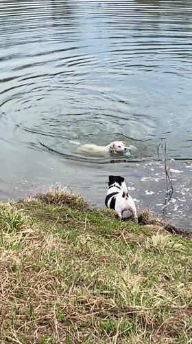 Morning dog gathering at Moscow park pond