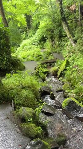 A tranquil forest scene unfolds, dominated by lush green foliage and a winding stream. A paved path meanders through the verdant landscape, flanked by moss-covered rocks and dense undergrowth. The stream, with its clear, flowing water, gently cascades over stones, creating a soothing natural soundtrack. The sunlight filters through the canopy of trees, casting dappled shadows on the forest floor. The overall atmosphere is one of peace and serenity, inviting viewers to immerse themselves in the beauty of nature.