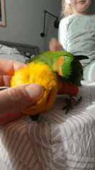 Child plays with pet parrot during morning in Khimki bedroom
