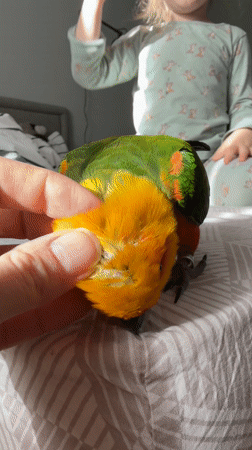 Child plays with pet parrot during morning in Khimki bedroom