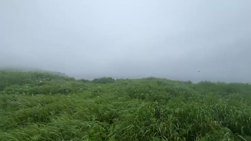 A person stands on a grassy cliff overlooking a foggy ocean. The person is facing away from the camera with their arms outstretched upwards, as if in greeting or prayer. The grass is lush and green, swaying gently in the breeze. The ocean is calm, with a few small waves lapping against the shore. A large rock formation is visible in the water to the right of the person. The sky is overcast and gray, with a thick fog obscuring the horizon. Two birds are visible flying in the sky. The video appears to be shot from a moving camera, possibly a drone or a camera on a gimbal.