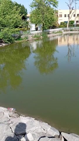 The video shows a still body of water with a rocky edge.  The water is green-tinged.  Reflections of trees and buildings are visible in the water.  The edge of the water is made up of large, cracked rocks with some grass growing between them.  In the background, there are buildings, trees, and a greenhouse-like structure. The sky is clear and blue.