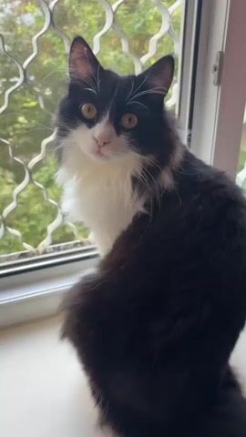A black and white cat sits on a windowsill. The cat has large yellow eyes and a fluffy white chest. It is looking towards the camera, with its head turned slightly to the left. The background is out of focus, but appears to be a garden with trees. The windowsill is white, and there is a patterned screen in front of the window.