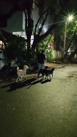 A person walks down a street at night with three dogs on leashes. The person is wearing a dark shirt and light-colored pants. One dog is light brown, and two are dark brown or black. The street is wet, and there are trees and buildings in the background. A streetlight illuminates the scene. The dogs are walking in front of the person.