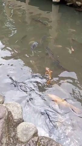 A pond holds numerous koi of various colors, swimming amongst each other. Visible are golden, white, and dark colored koi. The water is slightly murky, reflecting the sky. Rocks line the edge of the pond.