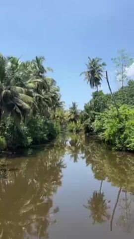 The video shows a calm river surrounded by lush greenery and palm trees under a clear blue sky. The water is dark, reflecting the surrounding trees and sky. The camera seems to be moving slowly forward along the river, possibly from a boat. No people or animals are visible. The environment is tropical, with dense vegetation and coconut palms dominating the landscape.