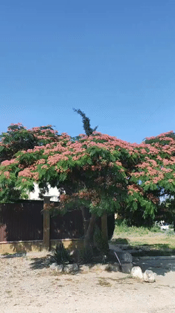 Flowering trees, hydrangeas, and a bold horse mural