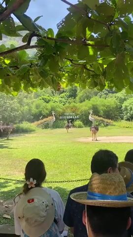 This video shows a group of ostriches on a grassy field. In the foreground, the backs of two people are visible, one wearing a straw hat and the other wearing a white hat with a flower. Behind the ostriches, a sign reads "DAO HOA LAN" and other text that is partially obscured. Lush green trees and foliage form the background, with a slightly overcast sky above. The ostriches appear to be walking and standing in the field.