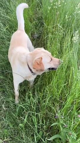 A blonde Labrador dog walks through tall green grass, then a brown and white horse with a blonde mane is seen behind a wire fence in a field, with trees and a village in the background.