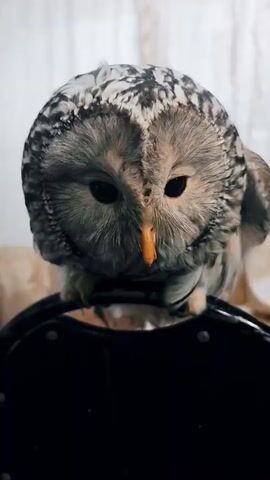 A close-up video shows an owl perched on a black surface, likely a chair. The owl is mostly grey and white with black markings on its feathers. It has large, dark eyes and an orange beak. The owl tilts its head, looking down and then up towards the camera. The background is out of focus, with hints of a light-colored curtain and some soft lighting. The owl appears to be preening or adjusting its position.