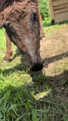 The video shows a donkey grazing on green grass. The donkey is primarily brown with a dark muzzle and is covered in flies. It is standing in a grassy area with some bare dirt patches, and a wooden structure is visible in the background. The donkey lowers its head to eat the grass, its large ears sticking out to the sides. Sunlight illuminates the scene.