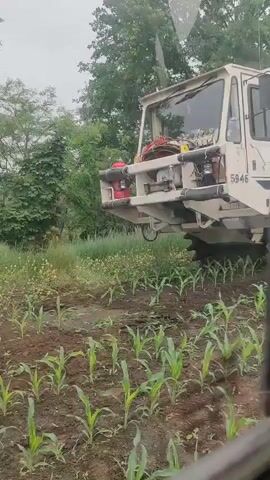 A large, white agricultural vehicle with the number 5946 is operating in a field of young corn plants. The vehicle appears to be spraying or applying something to the plants as a mist or spray can be seen coming from underneath it. The vehicle has large, rugged tires and a complex mechanical structure on its rear. The environment is rural, with trees and vegetation visible in the background. The sky is overcast.