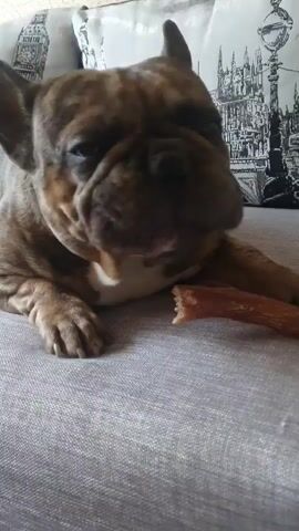 A brindle French bulldog is lying on a grey couch and chewing on a bone-shaped treat. The dog's head is in the foreground, and its body extends to the left. The couch has a textured fabric. In the background, two pillows are visible, one with a black and white print of London landmarks. The lighting is soft and natural.