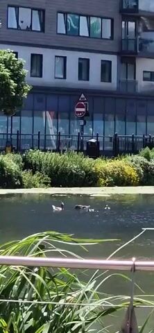 A group of ducks swim in a body of water, some with ducklings following closely behind. In the background, a modern building with glass windows stands tall, with a pedestrian bridge extending from it over the water. Lush green trees and bushes line the edge of the water, creating a vibrant natural setting.